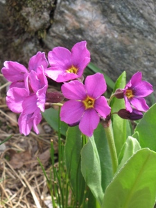 Primula parryi